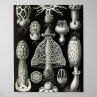 Vintage Stinkhorn Fungi Scientific Illustration
