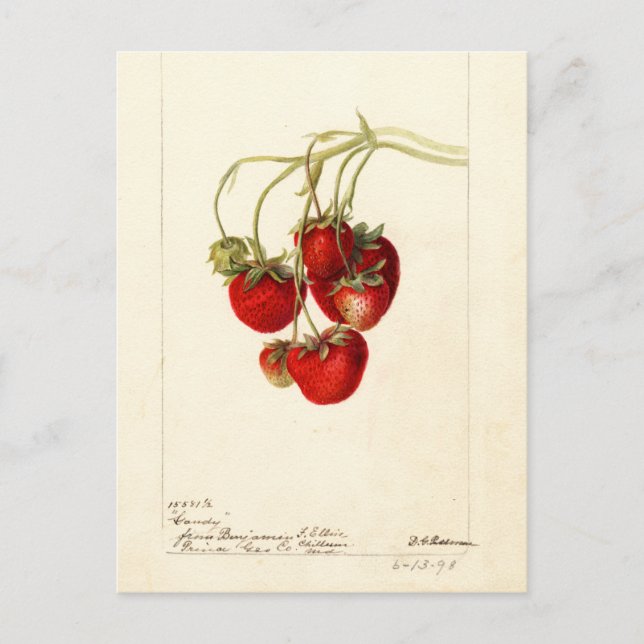 Vintage Strawberries Drawing Art Postcard (Front)