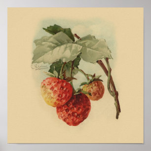 Vintage strawberries poster