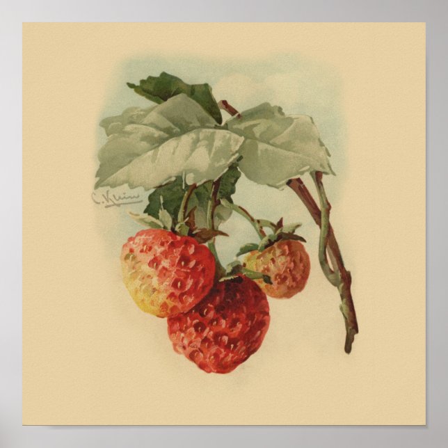 Vintage strawberries poster (Front)