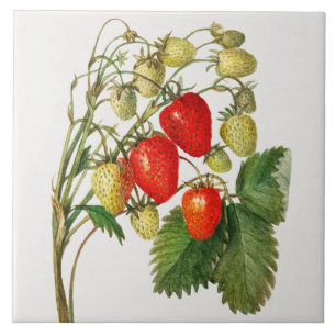Vintage Strawberry Branch Ceramic Tile