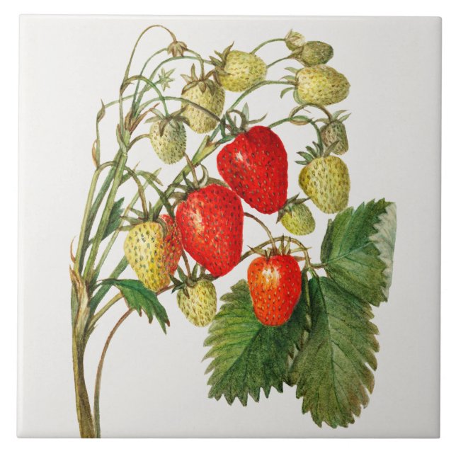 Vintage Strawberry Branch Ceramic Tile (Front)