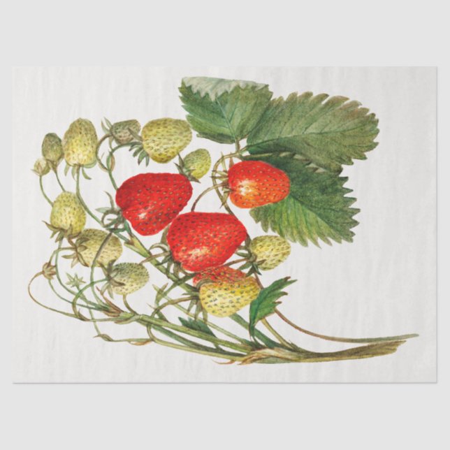 Vintage Strawberry Branch Tissue Paper (Front)
