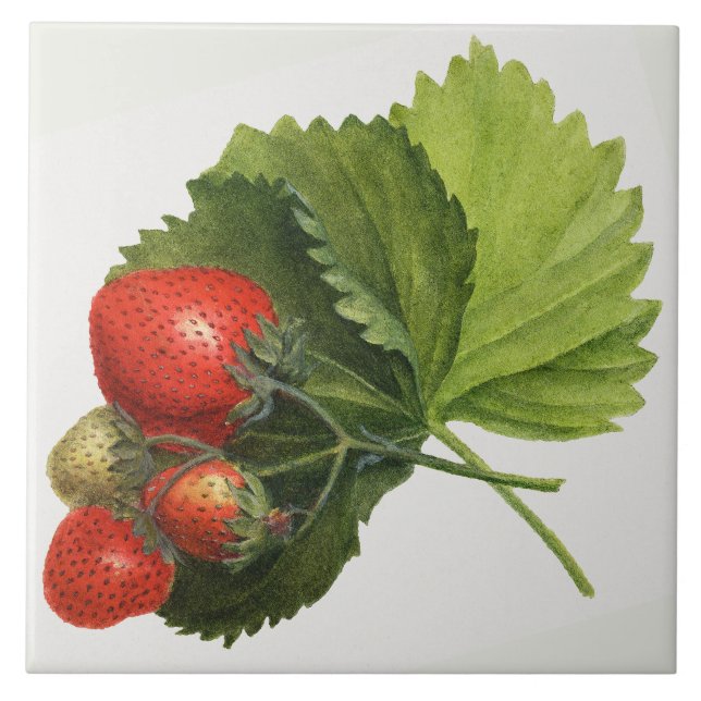 Vintage Strawberry Illustration  Ceramic Tile (Front)