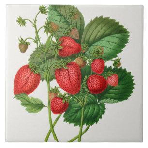 Vintage Strawberry Illustration  Ceramic Tile