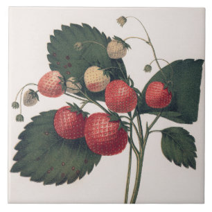 Vintage Strawberry Illustration  Ceramic Tile