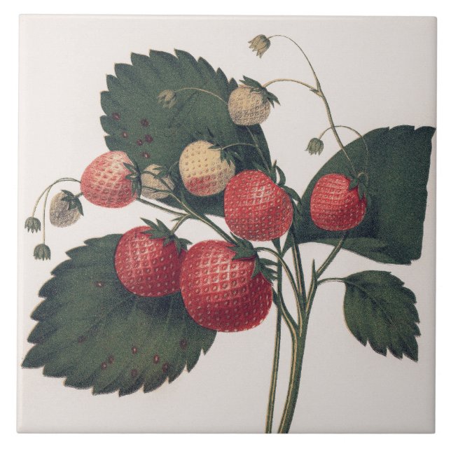 Vintage Strawberry Illustration  Ceramic Tile (Front)