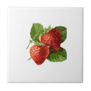 Vintage Strawberry Illustration Ceramic Tile