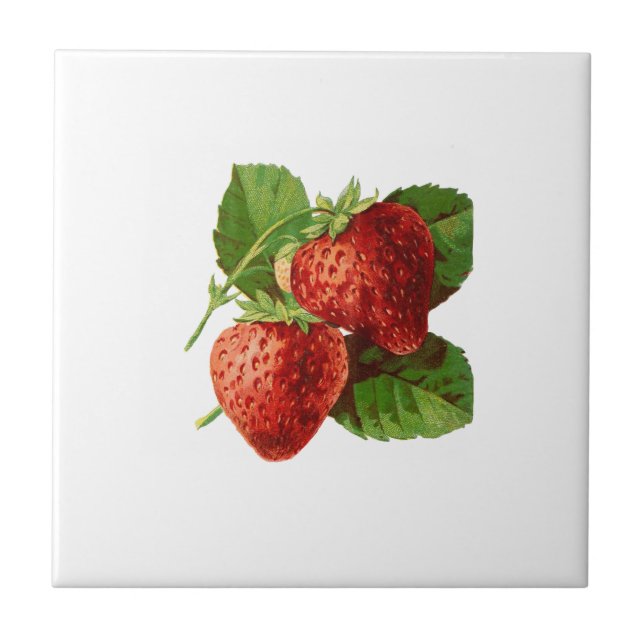 Vintage Strawberry Illustration Ceramic Tile (Front)