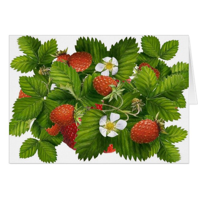 Vintage Strawberry Plant (Front Horizontal)