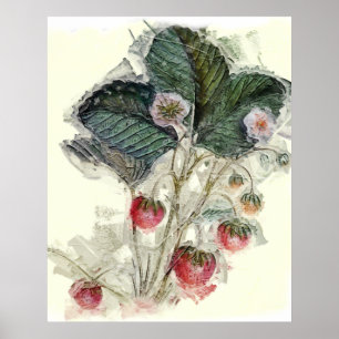 Vintage Strawberry Plant Flowers Watercolor Poster