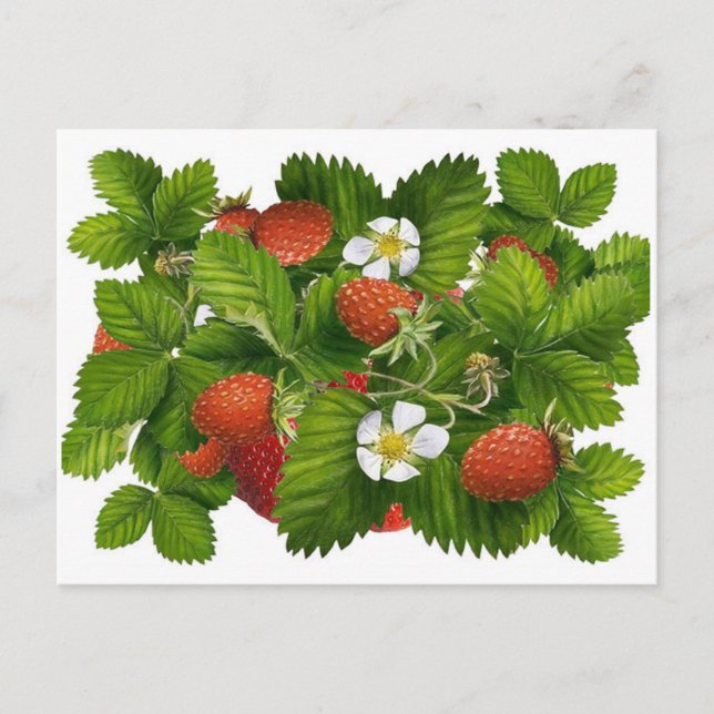 Vintage Strawberry Plant Postcard (Front)