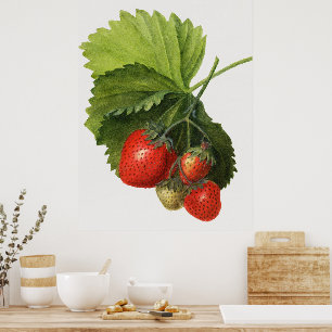 Vintage strawberry poster