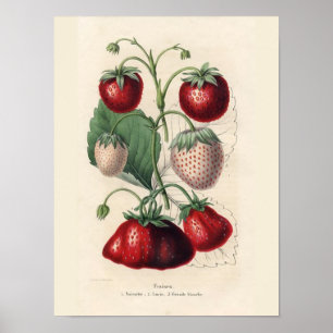 Vintage Strawberry Poster