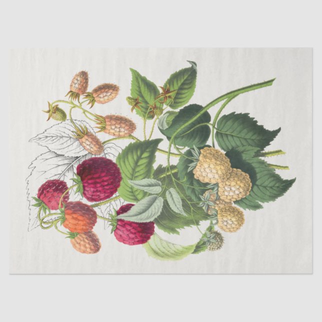 Vintage Strawberry Tissue Paper (Front)