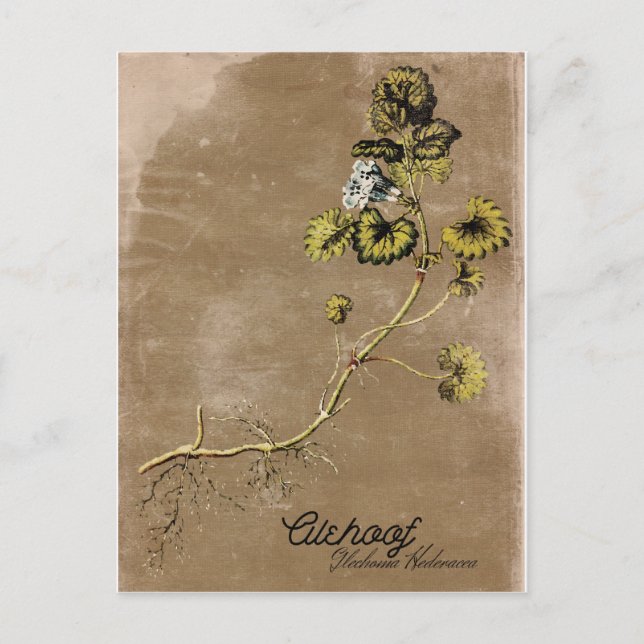 Vintage Style Alehoof Flower Postcard (Front)