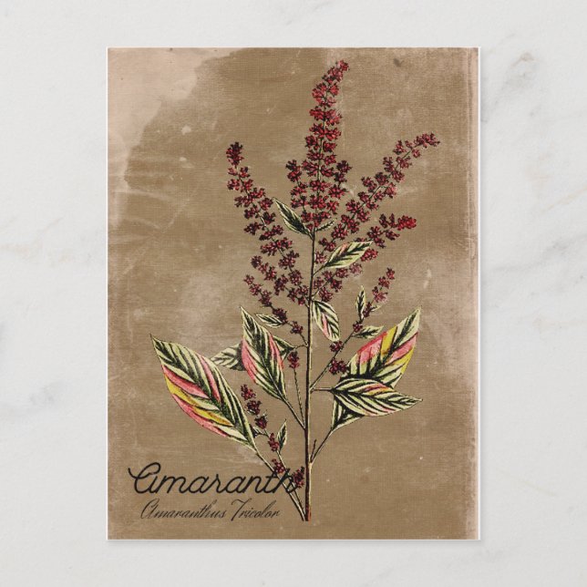 Vintage Style Amaranth Plant Postcard (Front)