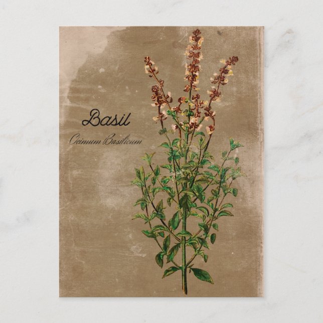 Vintage Style Basil Herb Postcard (Front)