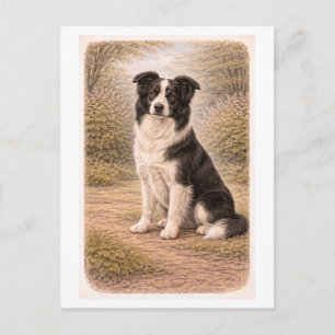 Vintage-Style Border Collie Postcard