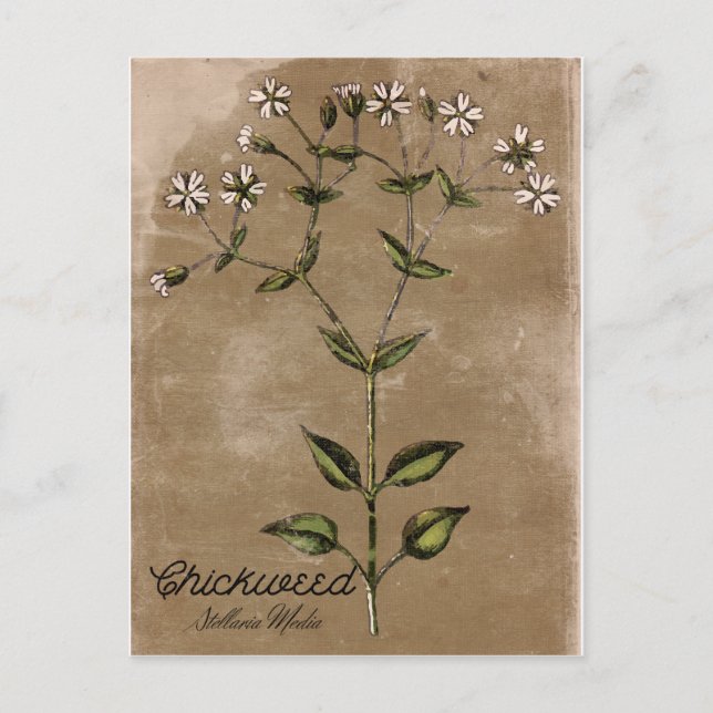Vintage Style Chickweed Postcard (Front)
