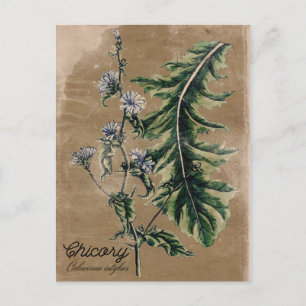 Vintage Style Chicory Herb Postcard