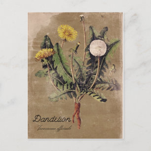 Vintage Style DandelionFlower Post Card