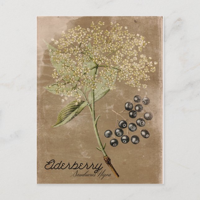 Vintage Style Elderberry Postcard (Front)