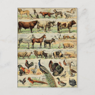 Vintage Style Farm Animals Postcard