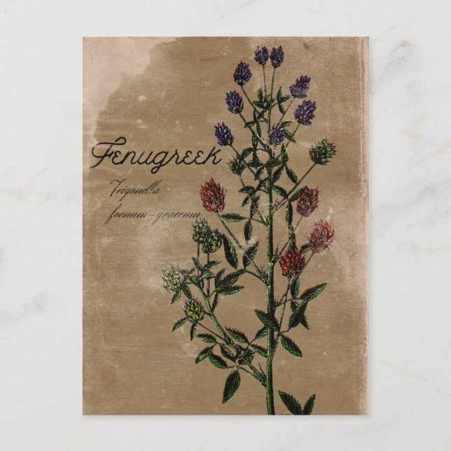 Vintage Style Fenugreek Herb Postcard (Front)