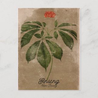 Vintage Style Ginseng Postcard