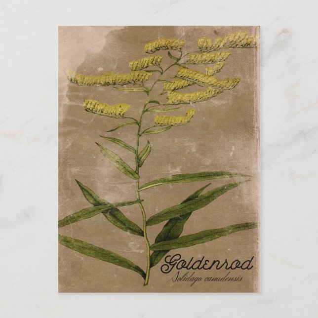 Vintage Style Goldenrod Flower Postcard (Front)