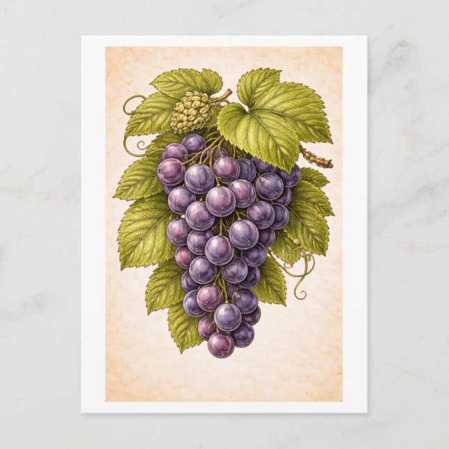 Vintage-Style Grapes Botanical Illustration Postcard (Front)