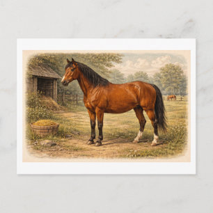 Vintage-Style Horse lllustration Postcard
