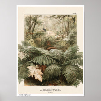 VINTAGE STYLE ILLUSTRATION OF NEW ZEALAND FOREST POSTER