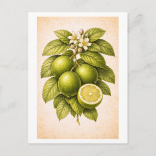 Vintage-Style Key Lime Botanical Illustration Postcard