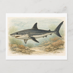 Vintage-Style Mako Shark Illustration Postcard
