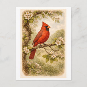 Vintage-Style Male Cardinal lllustration Postcard