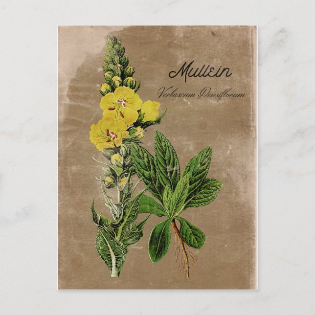 Vintage Style Mullein Postcard (Front)