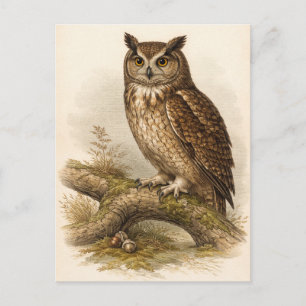 Vintage-Style Owl Illustration Postcard