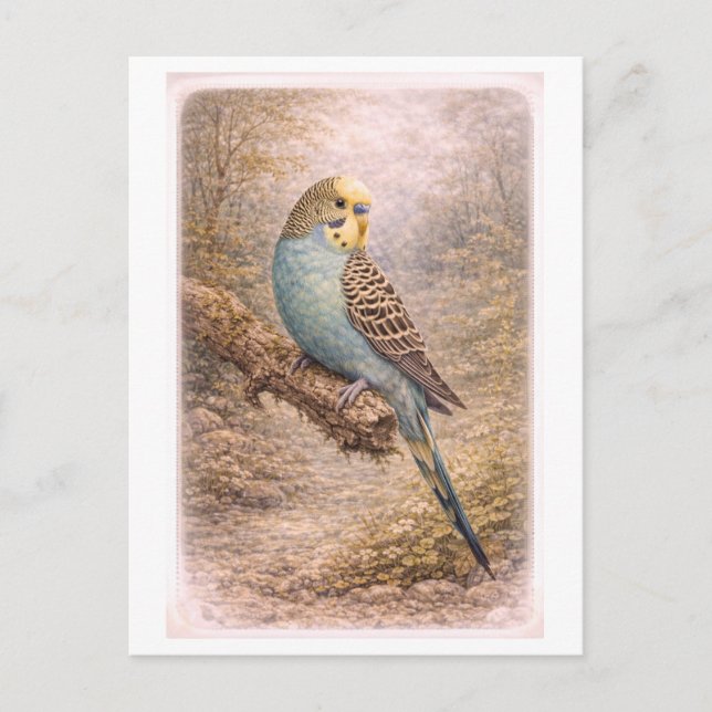 Vintage-Style Parakeet Illustration Postcard (Front)