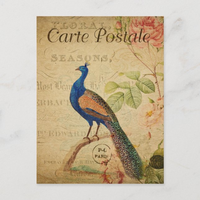 Vintage Style Peacock French Carte Postale Postcard (Front)