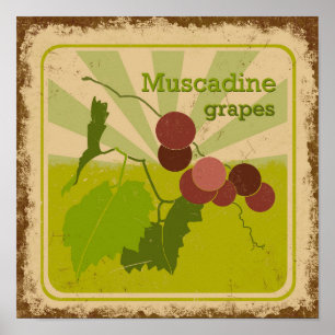 Vintage-style poster Muscadine Grapes