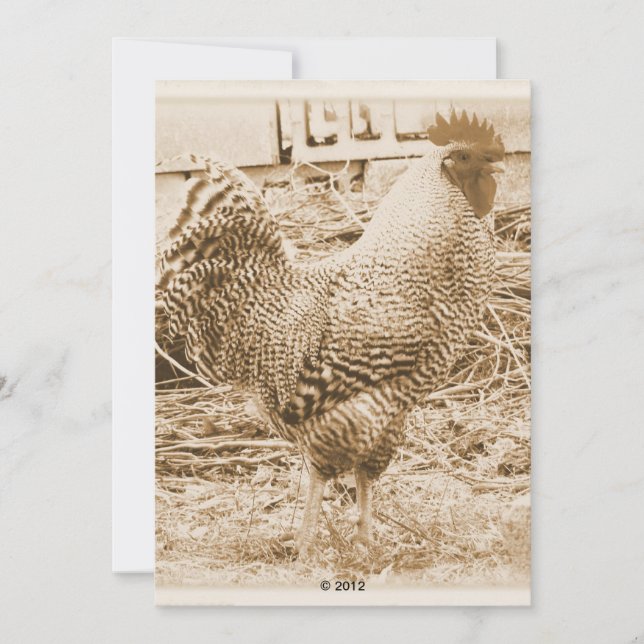 Vintage Style Rooster Photograph Invitation (Front)