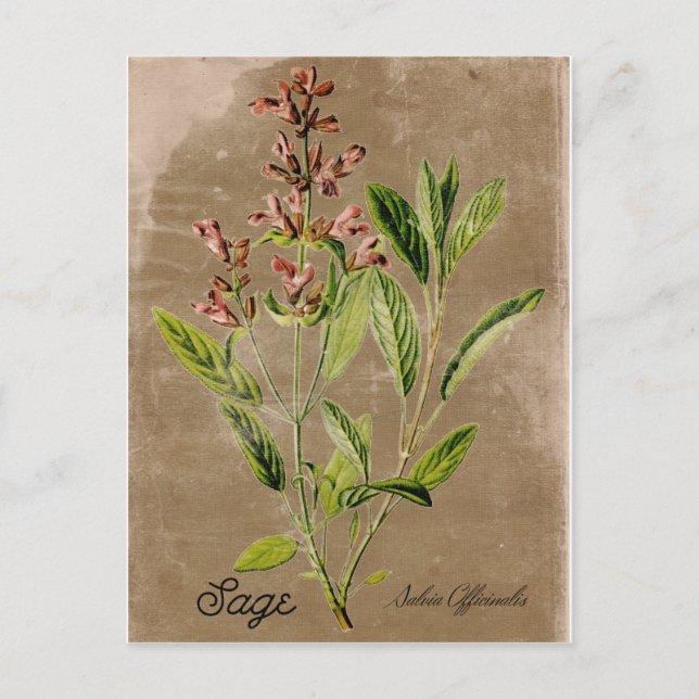 Vintage Style Sage Postcard (Front)