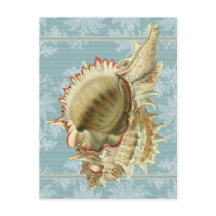 Vintage Style Seashell & Blue Lace Postcard