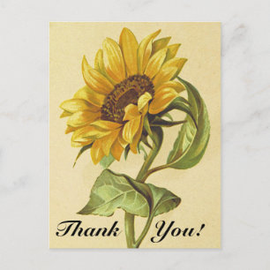 Vintage Style Sunflower "Thank You!" Postcard