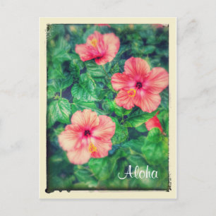 Vintage Style Tropical Hibiscus Flowers Postcard