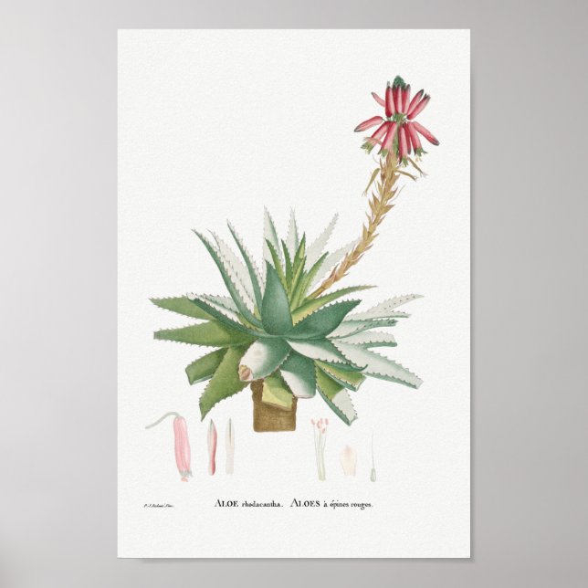 Vintage Succulent Illustration Poster (Front)