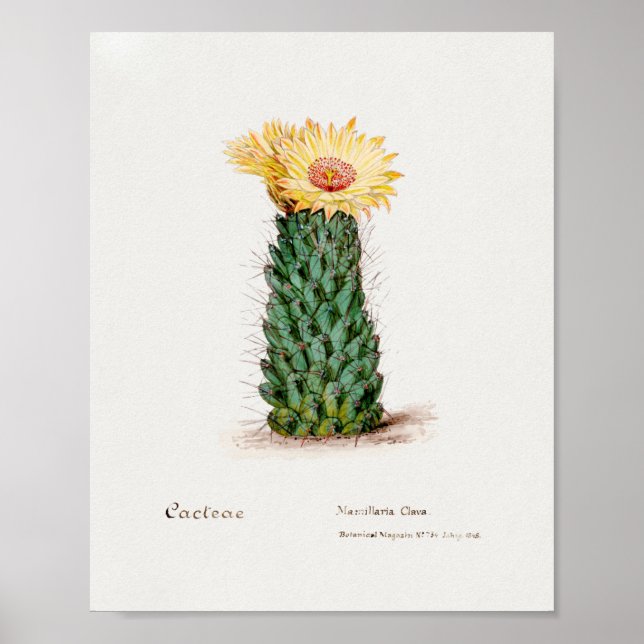 Vintage Succulent Illustration Poster (Front)