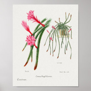 Vintage Succulent Illustration Poster